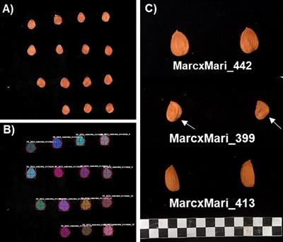 QTL mapping of almond kernel quality traits in the F1 progeny of ‘Marcona’ × ‘Marinada’